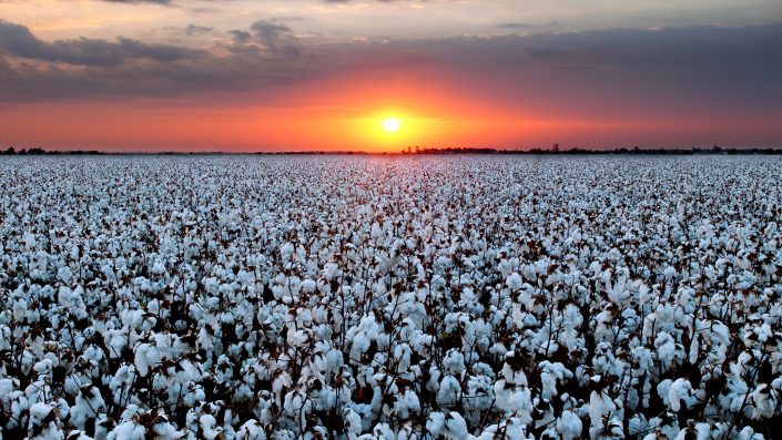 cotton field - Cherokee